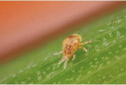 Nützling Phytomite-Raubmilbe gegen Spinnmilbe 300 Stk. Reg.Nr. 4302-0