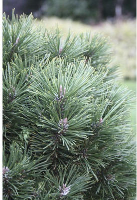 Berg-Kiefer Botanico Pinus mugo 'Gnom' H 25-30 cm Co 3,7 L