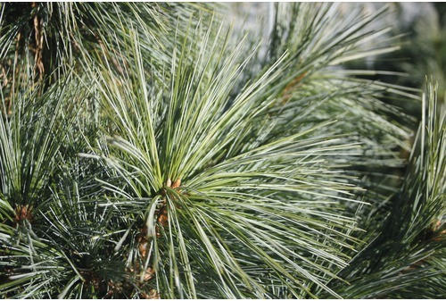 Schwerin-Kiefer Botanico Pinus schwerinii 'Wiethorst' H 60-80 cm Co 10 L