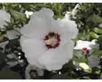 Hornbach Garteneibisch Halbstamm FloraSelf Hibiscus syriacus 'Red Heart' Stamm ca. 40 cm gesamt H 60-80 cm Co 6 L