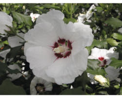 Garteneibisch Halbstamm FloraSelf Hibiscus syriacus 'Red Heart' Stamm ca. 40 cm gesamt H 60-80 cm Co 6 L