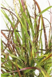 Rutenhirse FloraSelf Panicum virgatum 'Cheyenne Sky' H 10-80 cm Co 3 L