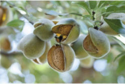 Fruchtmandelbaum Prunus dulcis H 150-180 cm Co 6 L