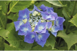 Tellerhortensie blau FloraSelf Hydrangea macrophylla H 30-40 cm Co 5 L