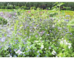 Hornbach Blumenwiesensamen Kiepenkerl Bienenfutterpflanzen mehrjährig 1 kg / 500 m²