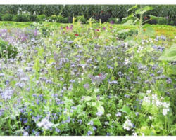 Blumenwiesensamen Kiepenkerl Bienenfutterpflanzen mehrjährig 1 kg / 500 m²