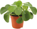 Hornbach Kanonierblume,Ufopflanze FloraSelf Pilea peperomioides H 17-22 cm Ø 10,5 cm Topf