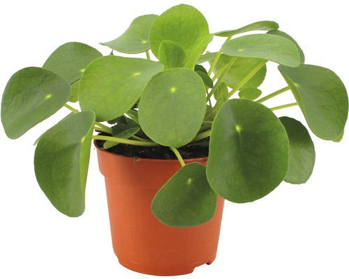 Kanonierblume,Ufopflanze FloraSelf Pilea peperomioides H 17-22 cm Ø 10,5 cm Topf