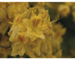 Azalee Rhododendron lutem 'Golden Sunset' H 30-40 cm Co 5 L