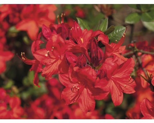 Azalee Rhododendron lutem 'Parkfeuer' H 30-40 cm Co 5 L