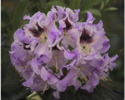 Alpenrose Rhododendron x Hybride 'Blaue Jungs' H 40-50 cm Co 7,5 L