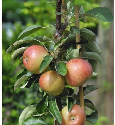 Zwerg-Apfel FloraSelf Malus domestica 'Delgrina' Stämmchen H 60-100 cm Co 7,5 L