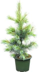 Weymouths-Kiefer Pinus monticola 'Ammerland' H 40-60 cm Co 6 L