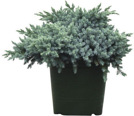 Blauer Kissenwacholder FloraSelf Juniperus squamata 'Blue Star' H 25-30 cm Co 3,7 L