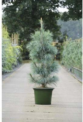 Tränen-Kiefer Botanico Pinus strobus 'Densa Hill' H 80-100 cm Co 15 L