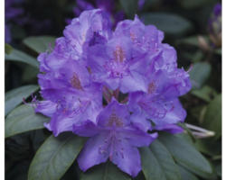 Großblumige Alpenrose FloraSelf Rhododendron Hybride blau H 30-40 cm Co 5 L