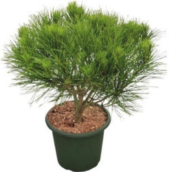 Japanische Botanico Zwerg-Rotkiefer FloraSelf Pinus densiflora 'Alice Verkade' H 30-40 cm Co 6 L