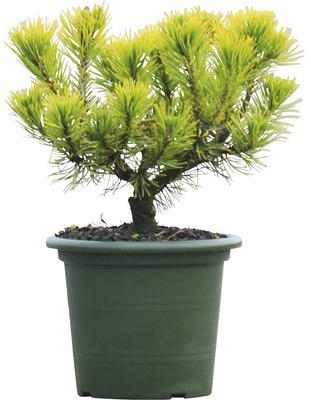 Bergkiefer Botanico Pinus mugo 'Carstens Wintergold' H 20-25 cm Co 3,7 L