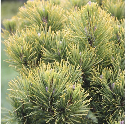 Bergkiefer Botanico Pinus mugo 'Carstens Wintergold' H 30-40 cm Co 10 L