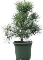 Strauch-Kiefer Botanico Pinus mugo 'Gnom' H 30-40 cm Co 3 L