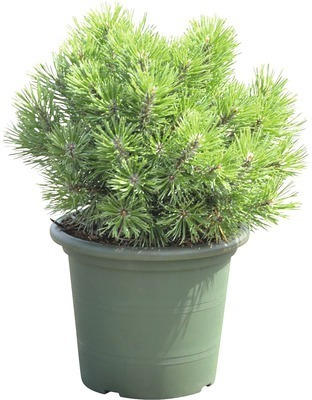 Kugel-Kiefer Botanico Pinus mugo 'Mops' H 20-25 cm Co 3,7 L