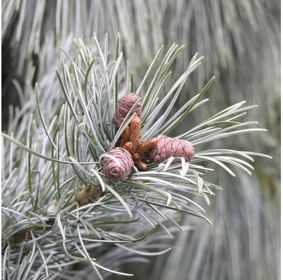 Blaue Mädchenkiefer Botanico Pinus parviflora 'Negishi' H 40-50 cm Co 10 L