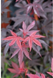 Roter Fächerahorn Acer palmatum 'Pixie' H 40-60 cm Co 4 L