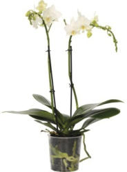 Schmetterlingsorchidee FloraSelf Phalaenopsis-Cultivars Multiflower H 30-40 cm Ø 9 cm Topf weiß
