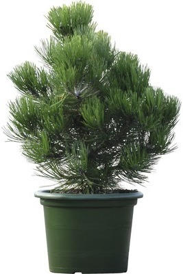 Schlangenhaut-Kiefer Botanico Pinus leucodermis 'Compact Gem' H 40-50 cm Co 10 L