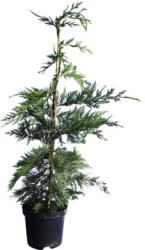 Heckenpflanze Leyland-Zypresse 80/100 cm 3 L-Topf ab 15 Stück