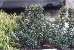 Heckenpflanze Stechpalme/Ilex meservae 'Heckenpracht' 40/60 cm ab 10 Stück
