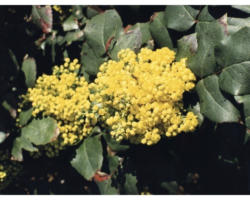 Laubstrauch Mahonia aquifolium 30/60 cm ab 10 Stück