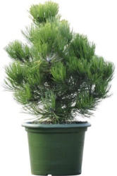Zwergkiefer Botanico Pinus leucodermis 'Compact Gem' H 50-60 cm Co 15 L