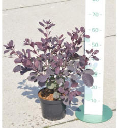 Roter Perückenstrauch FloraSelf Cotinus coggygria 'Royal Purple' H 50-60 cm Co 4 L