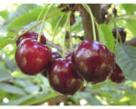 Hornbach Bio Süßkirsche 'Sunburst' selbstfruchtend FloraSelf Bio Prunus avium 'Sunburst' Gesamthöhe 120-150 cm Co 7,5 L Halbstamm