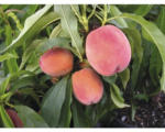 Hornbach Bio Zwerg-Pfirsich FloraSelf Bio Prunus persica 'Bonanza' Stammhöhe 40 cm Gesamthöhe ca. 60-80 cm Co 7,5 L selbstfruchtend