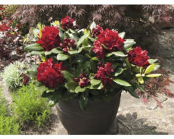 Alpenrose Rhododendron x Hybride 'Cherry Kiss' ® H 40-50 cm Co 7,5 L