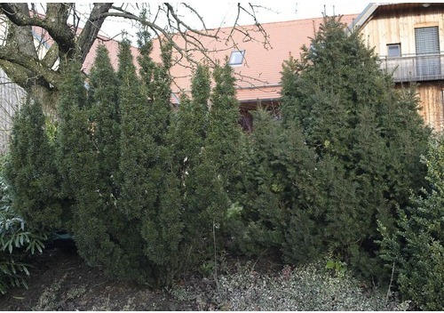 Heckenpflanze Europäische Eibe 60/80 cm mit Wurzelballen ab 15 Stück