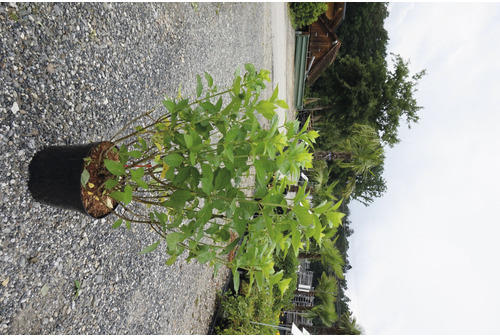 Rispenhortensie/Hydrangea paniculata 'Sundae Fraise' 20/60 cm, im Topf ab 10 Stück