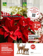 Oldenburger Wohngarten GmbH & Co. KG Sternen-Zeit! - bis 16.11.2022