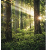 Hornbach Fototapete Vlies Goblins Woods 5-tlg. 250 x 280 cm