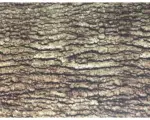 Hornbach Wassertransferdruck Folie Camouflage CA-R-004 natur 100 x 50 cm