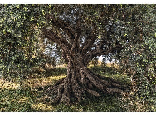 Fototapete Papier 8-531 VOL 15 Olive Tree 8-tlg. 368 x 254 cm