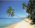 Hornbach Fototapete Vlies 18303 Leaning Palms 7-tlg. 350 x 260 cm