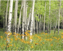 Fototapete Papier 97342 Aspen Grove and Wildflowers 7-tlg. 350 x 260 cm