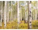 Hornbach Fototapete Vlies 18357 Birches in Rocky Mountains 7-tlg. 350 x 260 cm
