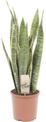 Bogenhanf FloraSelf Sansevieria trifasciata 'Laurentii' H 50-60 cm Ø 17 cm Topf