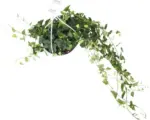 Hornbach Grüne Efeu-Ampel FloraSelf Hedera helix H 50-80 cm Ø 17 cm Topf