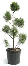 Leyland-Zypresse PonPon Cupressocyparis leylandii 'Pyramidalis' Co 9 l H 80 cm