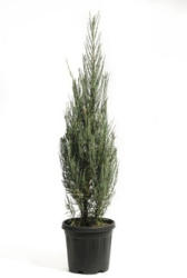 Säulenwacholder FloraSelf Juniperus scopulorum 'Blue Arrow' H 100-125 cm Co 12 L